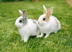 飼養兔子(zi)如何減少(shǎo)兔飼料浪費